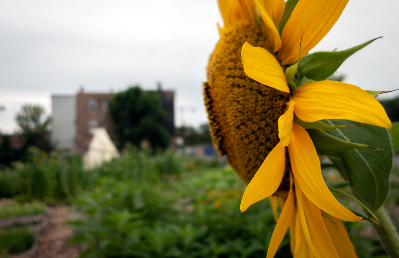 First Nations Garden Chicago Illinois Community Native American First Nations Native Sundays