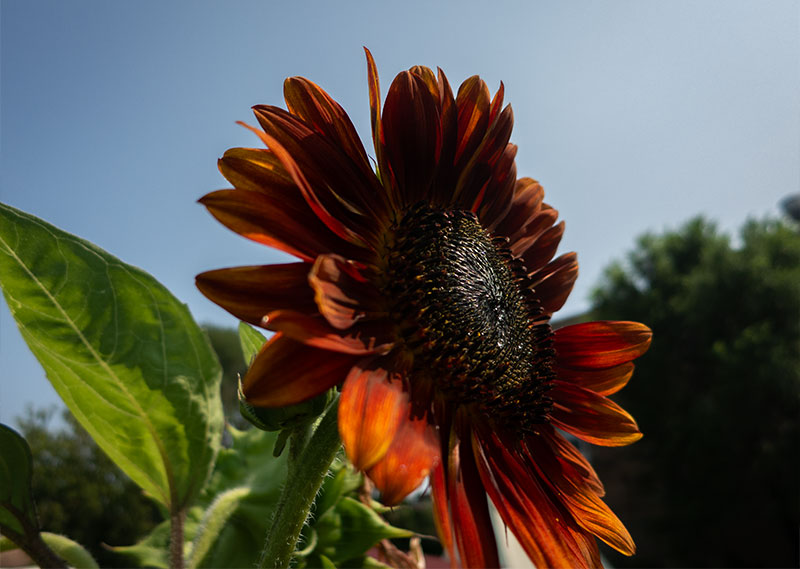 First Nations Garden Chicago Illinois Community Native American First Nations Indigenous