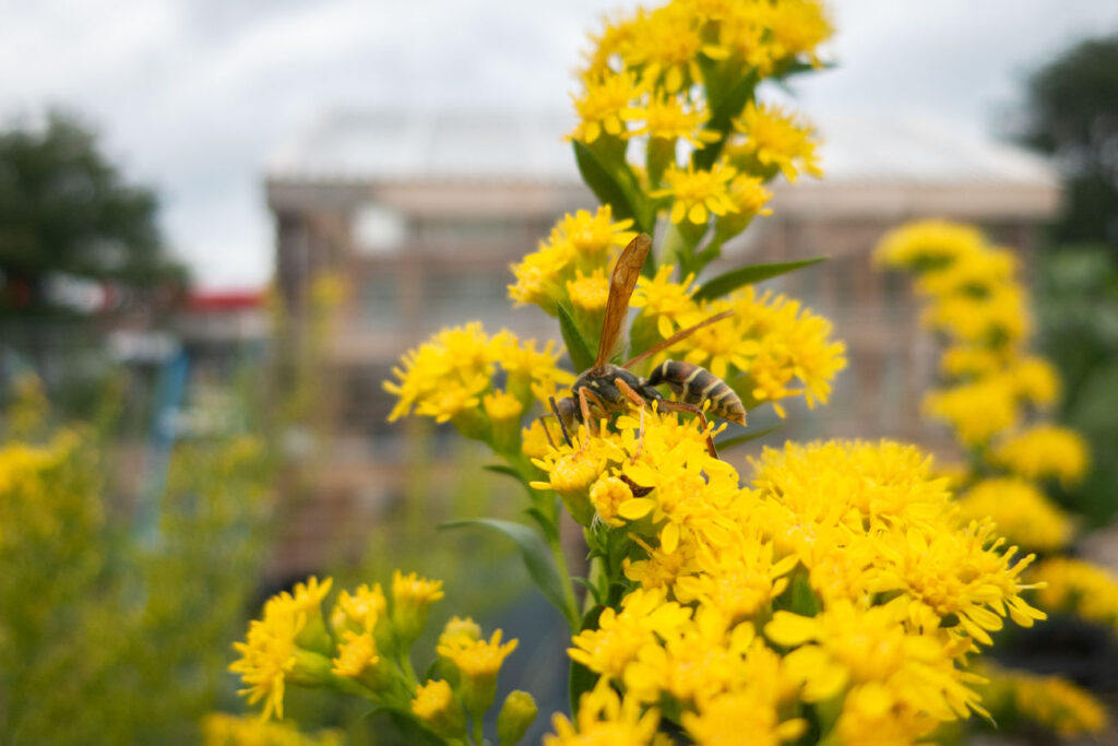 First Nations Garden Chi-Nations Chicago Illinois Community Native American Indigenous First Nations Native Plants Seeds Insects Bees Aster Goldenrod Photos City Albany Park