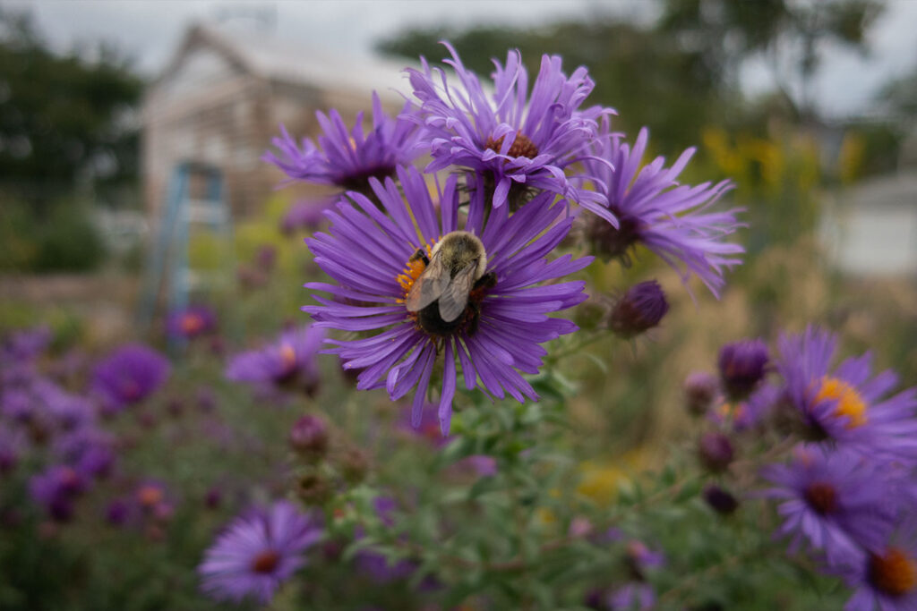 First Nations Garden Chi-Nations Chicago Illinois Community Native American Indigenous First Nations Native Plants Seeds Insects Bees Aster Goldenrod Photos City Albany Park