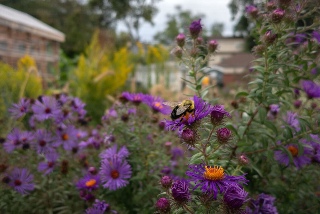 First Nations Garden Chi-Nations Chicago Illinois Community Native American Indigenous First Nations Native Plants Seeds Insects Bees Aster Goldenrod Photos City Albany Park