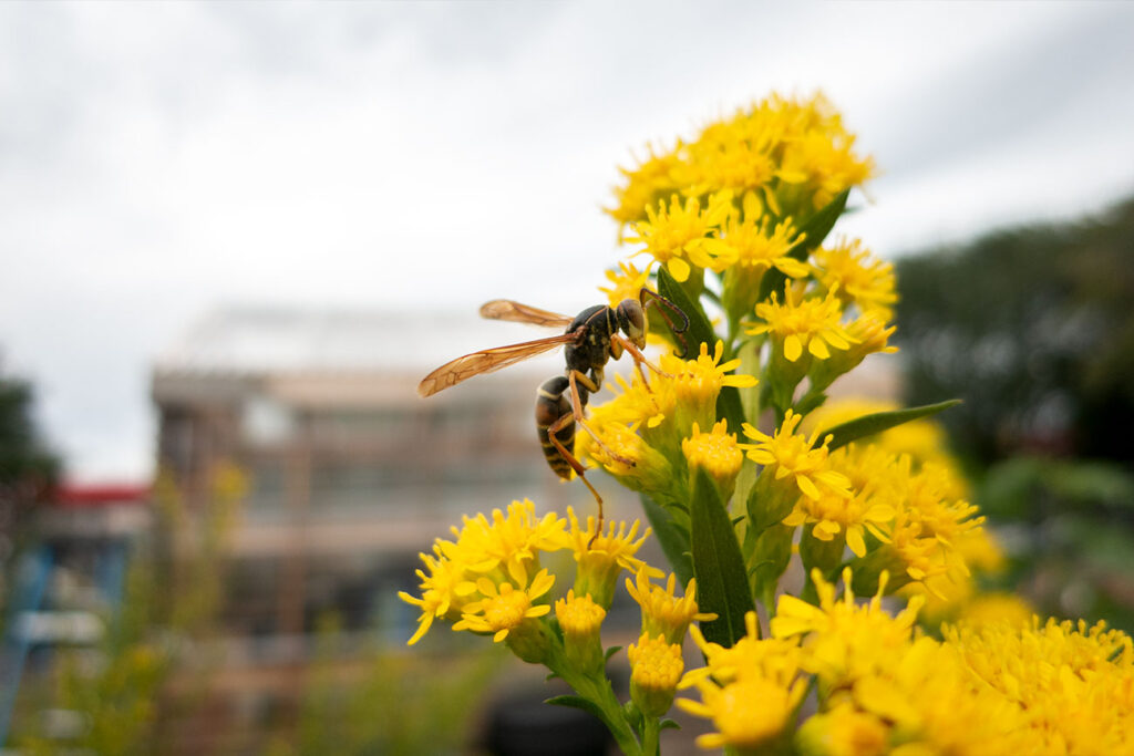 First Nations Garden Chi-Nations Chicago Illinois Community Native American Indigenous First Nations Native Plants Seeds Insects Bees Aster Goldenrod Photos City Albany Park