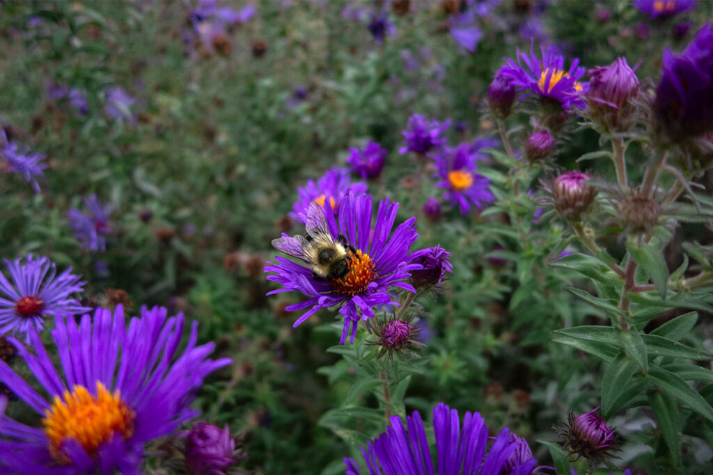 First Nations Garden Chi-Nations Chicago Illinois Community Native American Indigenous First Nations Native Plants Seeds Insects Bees Aster Goldenrod Photos City Albany Park