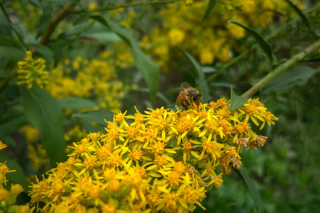 First Nations Garden Chi-Nations Chicago Illinois Community Native American Indigenous First Nations Native Plants Seeds Insects Bees Aster Goldenrod Photos City Albany Park