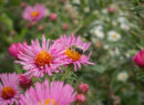 First Nations Native American Garden Chi-Nations Chicago Community Indigenous Plants Seeds Insects Bees Aster Goldenrod