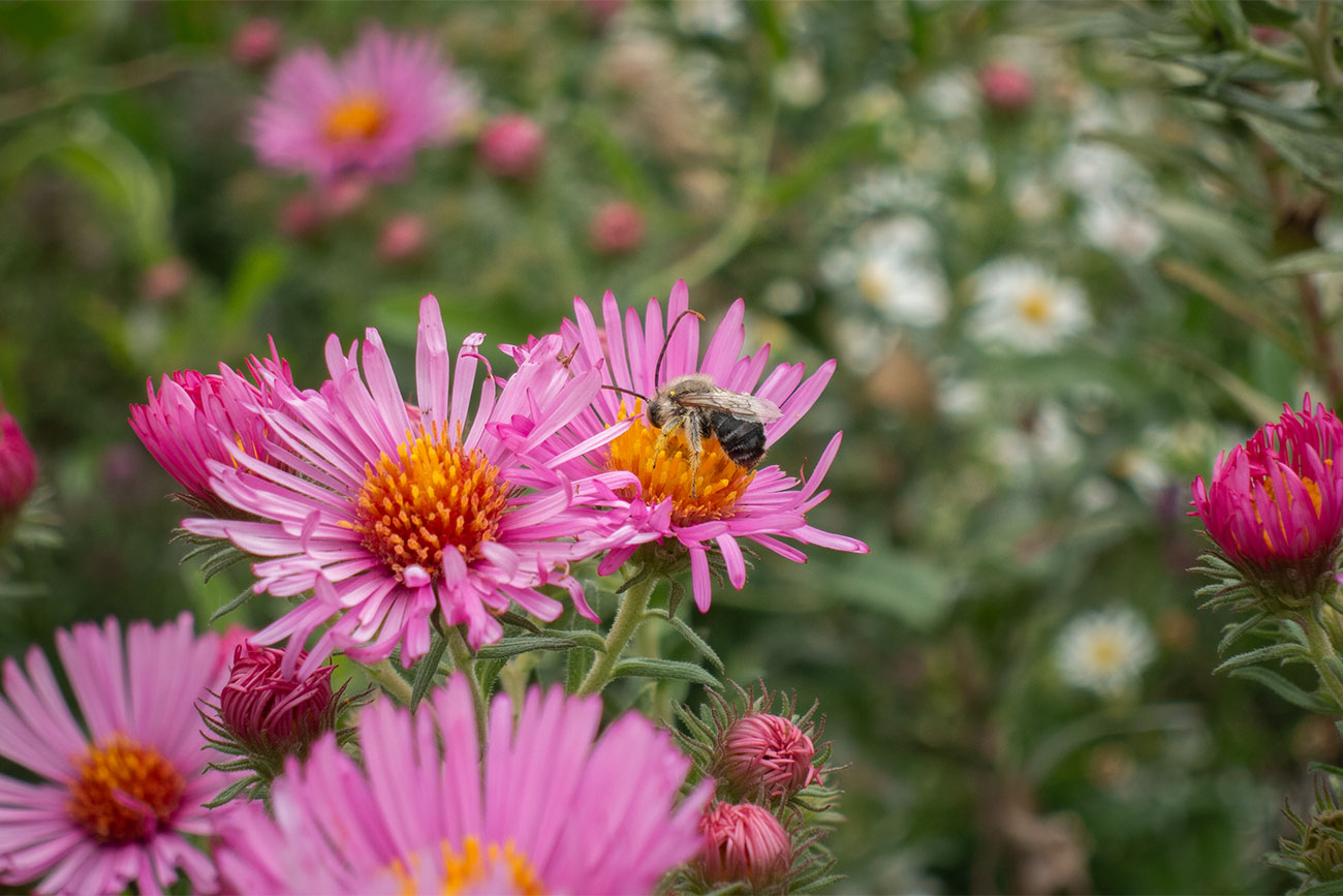 First Nations Native American Garden Chi-Nations Chicago Community Indigenous Plants Seeds Insects Bees Aster Goldenrod