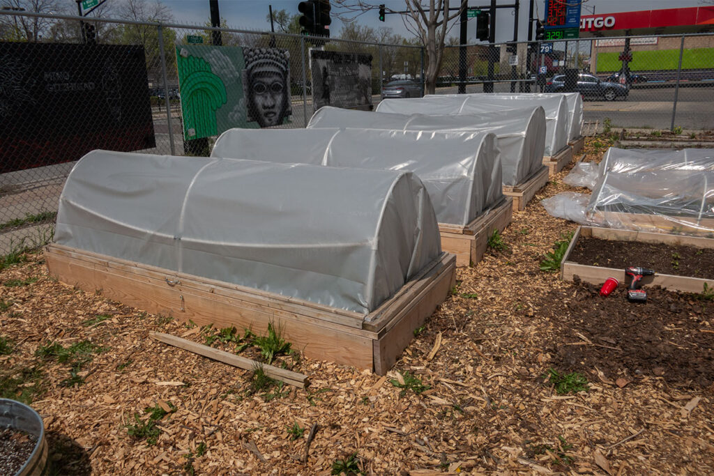 First Nations Native American Garden Chi-Nations Chicago Community Indigenous Plants Seeds Hoop Lid Planter Boxes Rings Sweetgrass Wild Strawberry Prairie Sage