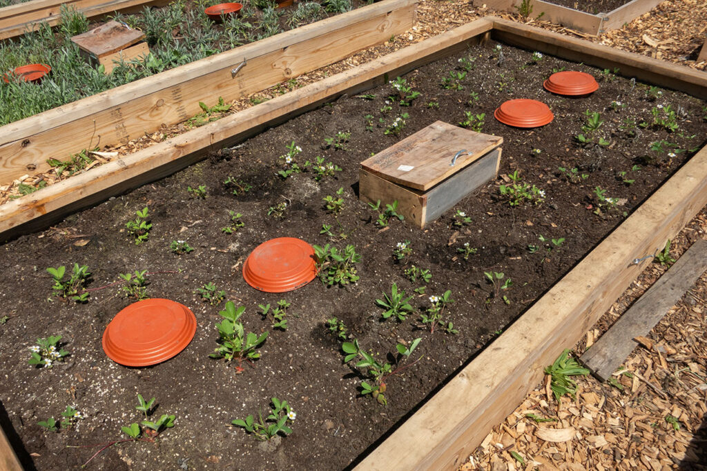 First Nations Native American Garden Chi-Nations Chicago Community Indigenous Plants Seeds Hoop Lid Planter Boxes Rings Wild Strawberry Prairie Sage