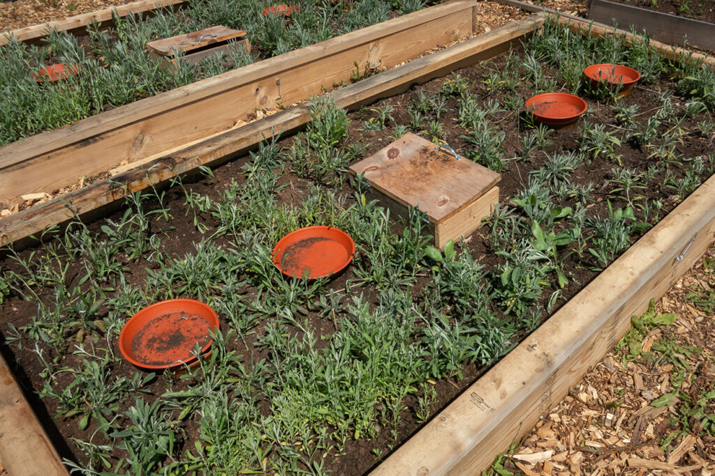 First Nations Native American Garden Chi-Nations Chicago Community Indigenous Plants Seeds Hoop Lid Planter Boxes Rings Prairie Sage