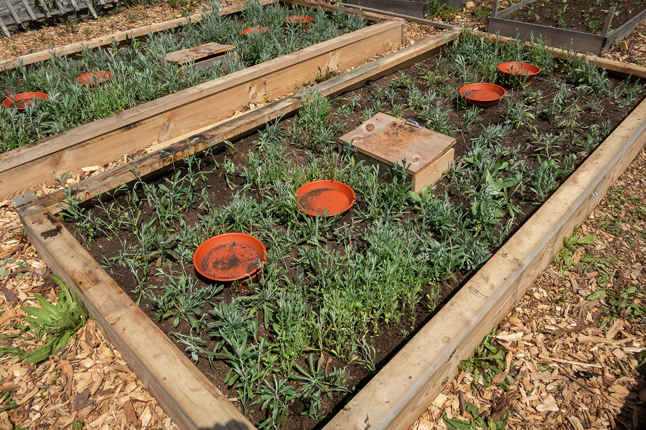 First Nations Native American Garden Chi-Nations Chicago Community Indigenous Plants Seeds Hoop Lid Planter Boxes Rings Prairie Sage