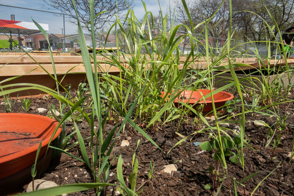 First Nations Native American Garden Chi-Nations Chicago Community Indigenous Plants Seeds Hoop Lid Planter Boxes Rings Sweetgrass