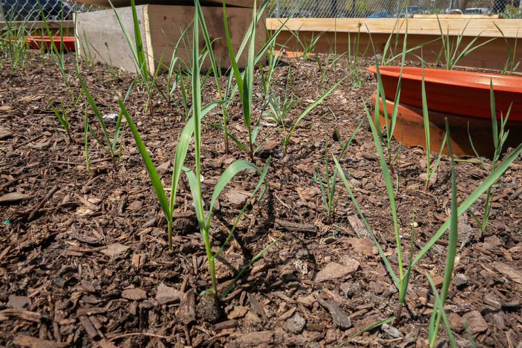 First Nations Native American Garden Chi-Nations Chicago Community Indigenous Plants Seeds Hoop Lid Planter Boxes Rings Sweetgrass