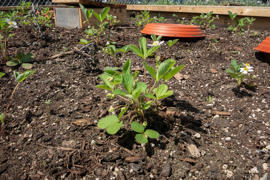 First Nations Native American Garden Chi-Nations Chicago Community Indigenous Plants Seeds Hoop Lid Planter Boxes Rings Wild Strawbery