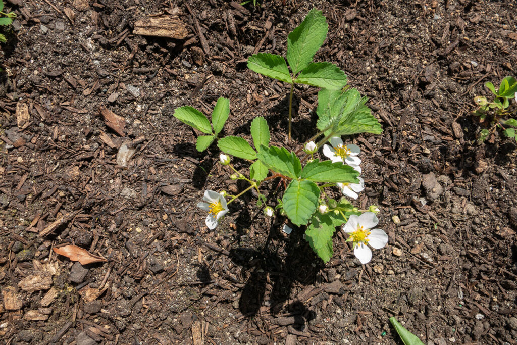 First Nations Native American Garden Chi-Nations Chicago Community Indigenous Plants Seeds Hoop Lid Planter Boxes Rings Wild Strawberry