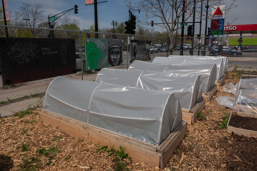 First Nations Native American Garden Chi-Nations Chicago Community Indigenous Plants Seeds Hoop Lid Planter Boxes Rings Sweetgrass Wild Strawberry Prairie Sage