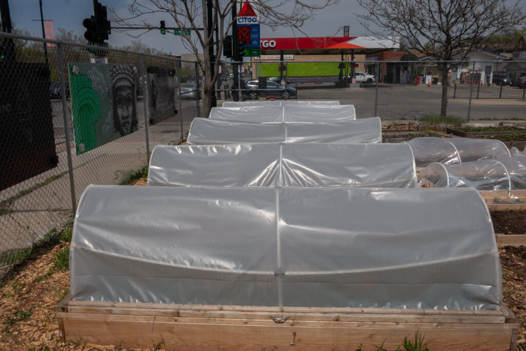 First Nations Native American Garden Chi-Nations Chicago Community Indigenous Plants Seeds Hoop Lid Planter Boxes Rings Sweetgrass Wild Strawberry Prairie Sage