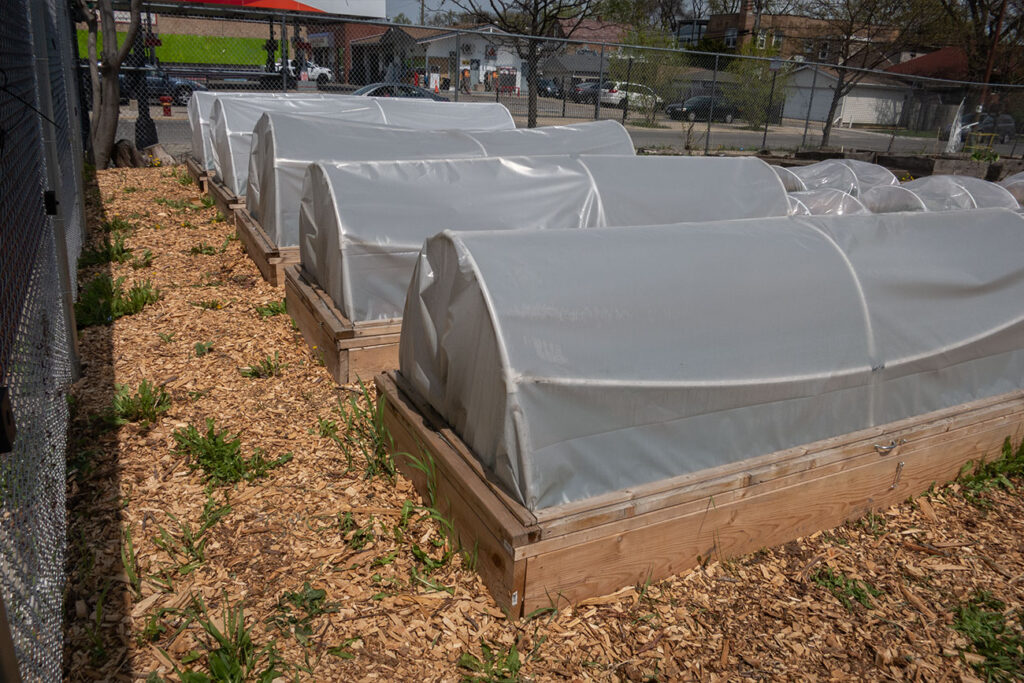 First Nations Native American Garden Chi-Nations Chicago Community Indigenous Plants Seeds Hoop Lid Planter Boxes Rings Sweetgrass Wild Strawberry Prairie Sage