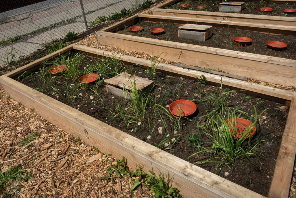 First Nations Native American Garden Chi-Nations Chicago Community Indigenous Plants Seeds Hoop Lid Planter Boxes Rings Sweetgrass Wild Strawberry