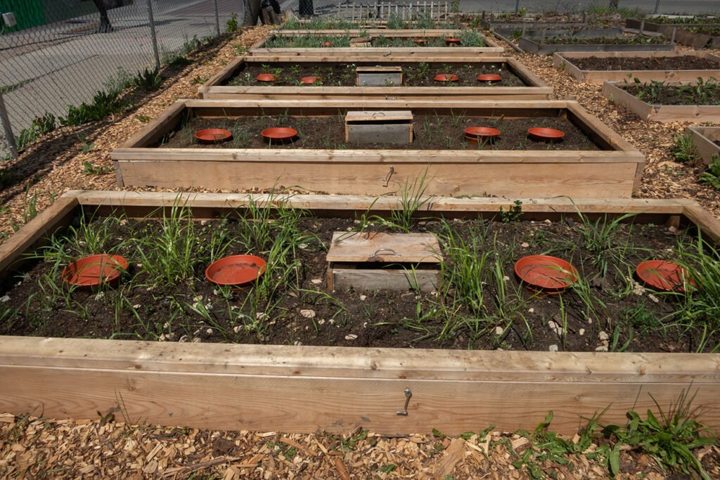 First Nations Native American Garden Chi-Nations Chicago Community Indigenous Plants Seeds Hoop Lid Planter Boxes Rings Sweetgrass Wild Strawberry Prairie Sage