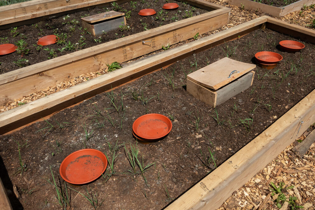 First Nations Native American Garden Chi-Nations Chicago Community Indigenous Plants Seeds Hoop Lid Planter Boxes Rings Sweetgrass Wild Strawberry