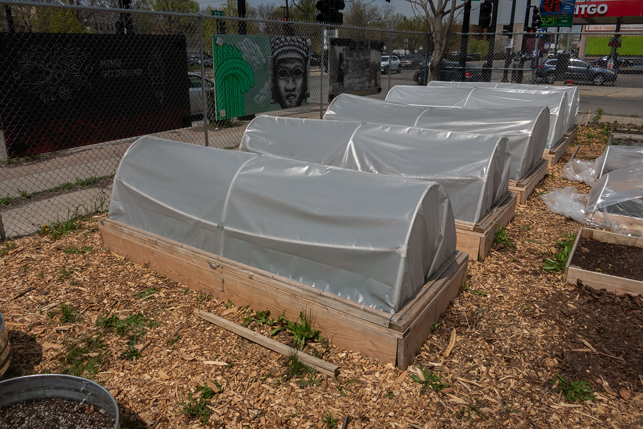 First Nations Native American Garden Chi-Nations Chicago Community Indigenous Plants Seeds Hoop Lid Planter Boxes Rings Sweetgrass Wild Strawberry Prairie Sage