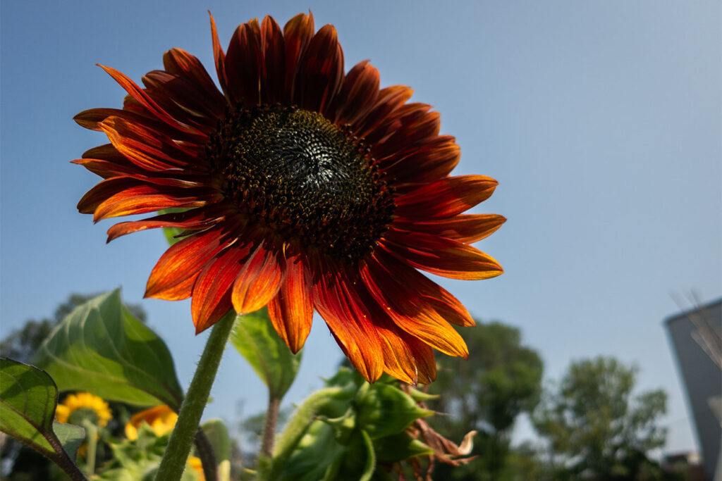 First Nations Native American Garden Chi-Nations Chicago Community Indigenous Plants Seeds Insects Blue Vervain Cup Plant Sunflowers