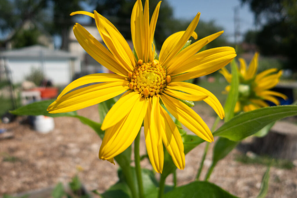 First Nations Native American Garden Chi-Nations Chicago Community Indigenous Plants Seeds Insects Blue Vervain Cup Plant Sunflowers