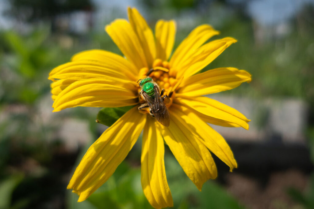 First Nations Native American Garden Chi-Nations Chicago Community Indigenous Plants Seeds Insects Blue Vervain Cup Plant Sunflowers