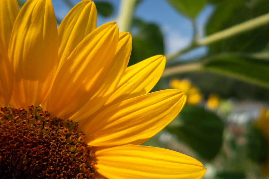 First Nations Native American Garden Chi-Nations Chicago Community Indigenous Plants Seeds Insects Blue Vervain Cup Plant Sunflowers