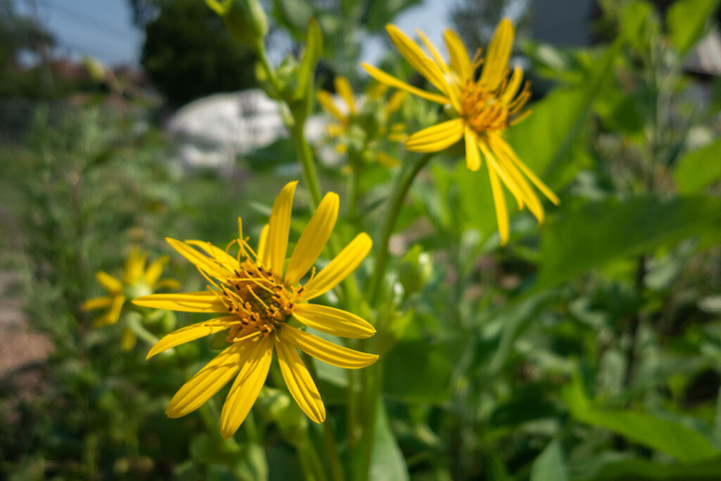 First Nations Native American Garden Chi-Nations Chicago Community Indigenous Plants Seeds Insects Blue Vervain Cup Plant Sunflowers