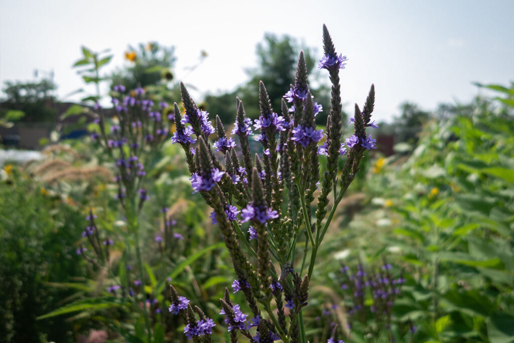 First Nations Native American Garden Chi-Nations Chicago Community Indigenous Plants Seeds Insects Blue Vervain Cup Plant Sunflowers