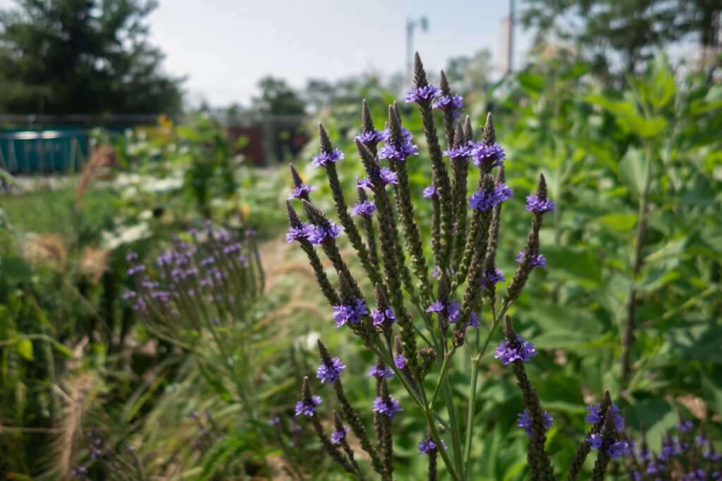 First Nations Native American Garden Chi-Nations Chicago Community Indigenous Plants Seeds Insects Blue Vervain Cup Plant Sunflowers