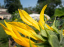 First Nations Native American Garden Chi-Nations Chicago Community Indigenous Plants Seeds Insects Blue Vervain Cup Plant Sunflowers