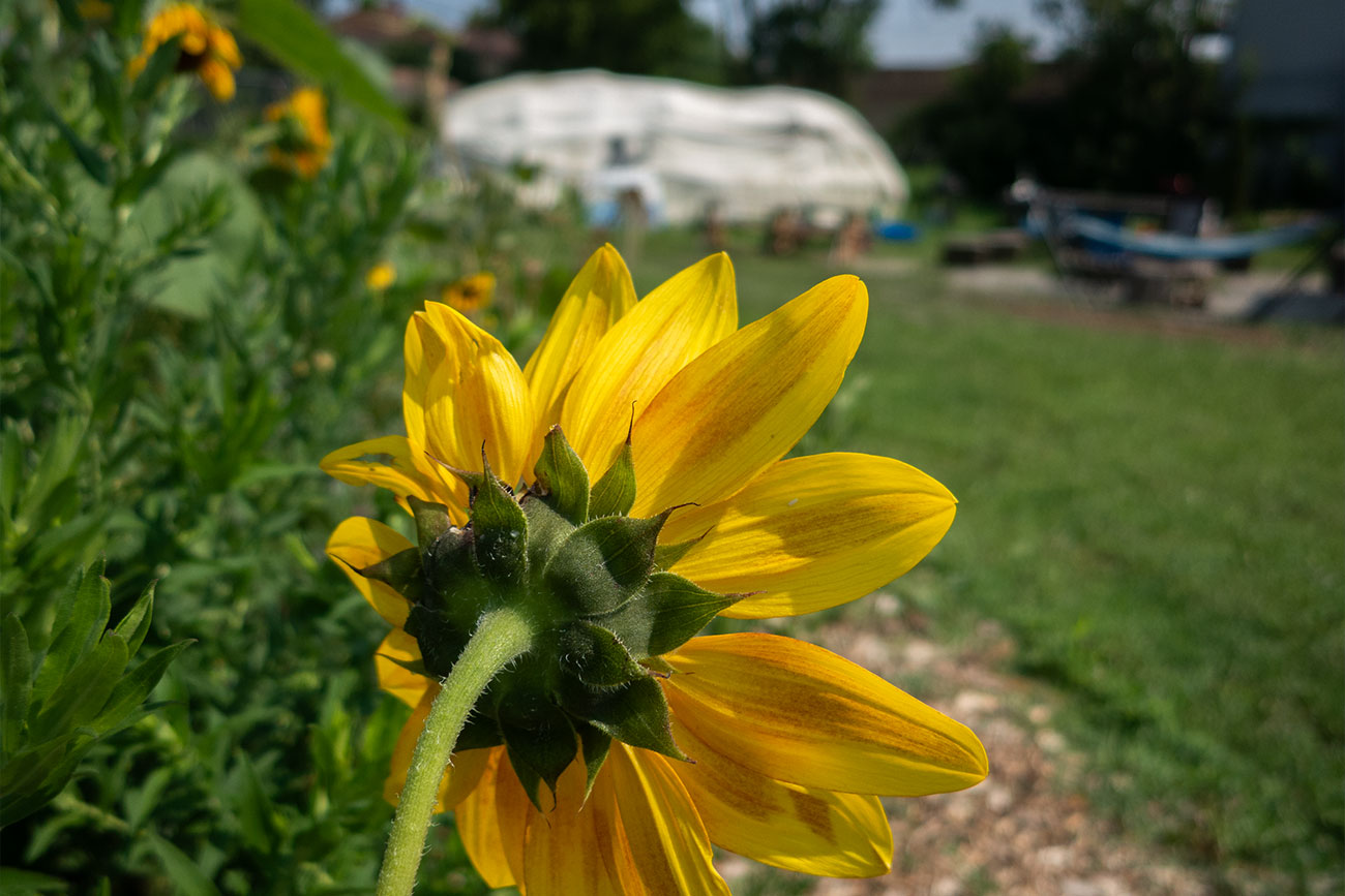 First Nations Garden Chicago Illinois Community Chi-Nations Youth Council Wigwam Statement